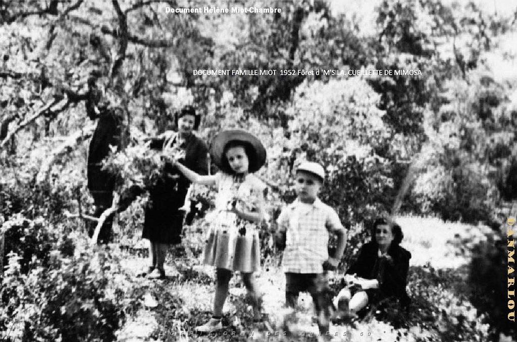 1952  Foret d M-SILA.JPG